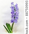 hyacinth 88750993