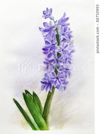 hyacinth 88750993