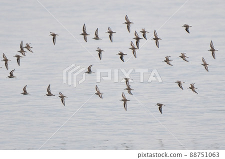 A flock of dunlin flying over the surface of the sea 88751063