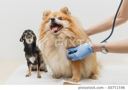 Veterinarian listens to dog's heartbeat with stethoscope. Pet health check concept 88751596