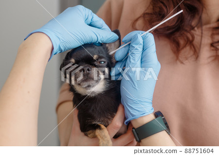 Vet takes swab from dog's ear. Pet on owners hand Vet takes swab from dog's ear. Pet on owners hand 88751604