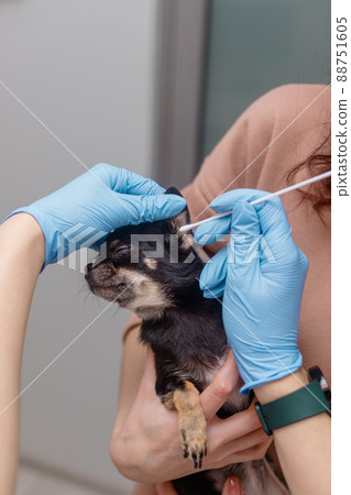 Vet takes swab from dog's ear. Pet on owners hand 88751605