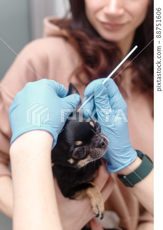 Vet takes swab from dog's ear. Pet on owners hand 88751606