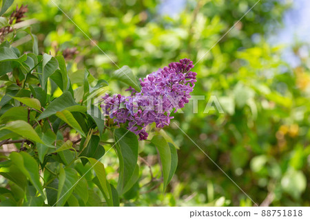 Blooming pink lilac branch background, copy space Blooming pink lilac branch background, copy space 88751818