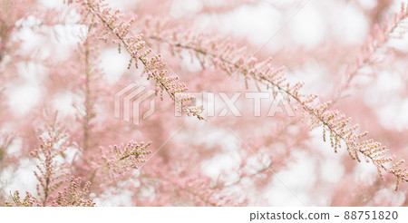 Blooming branches of tamarisk and sky. Spring airy background with pink flowering plants Blooming branches of tamarisk and sky. Spring airy background with pink flowering plants 88751820