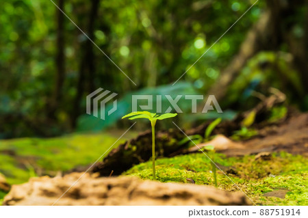 Sprouts growing from fallen trees Sprouts growing from fallen trees 88751914