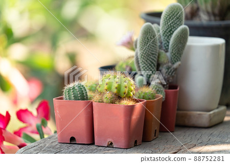 Various cactus succulent houseplant in pot on wooden table Various cactus succulent houseplant in pot on wooden table 88752281