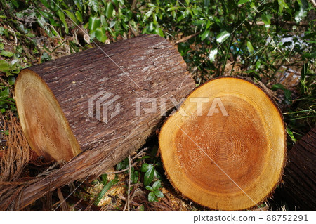 Wood with a beautiful cross section that has just been cut in a forest 88752291