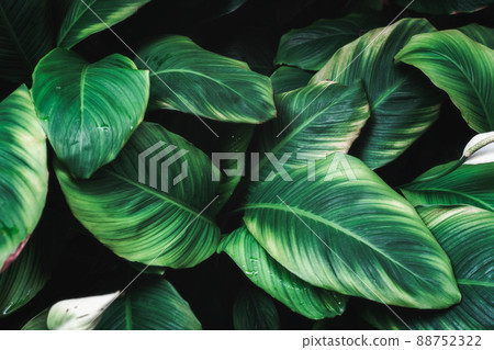 Deep green Peace Lily plant with petal, monocot houseplant glowing in formal garden Deep green Peace Lily plant with petal, monocot houseplant glowing in formal garden 88752322
