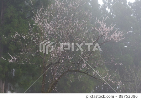 越後妻有之森 越後妻有之森 88752386
