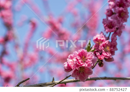 Brightly blooming Hanamomo Hanamomo no Sato, Fukushima City, Fukushima Prefecture 88752427