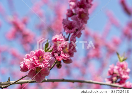 福島縣福島市盛開的Hanamomo Hanamomo no Sato 福島縣福島市盛開的Hanamomo Hanamomo no Sato 88752428