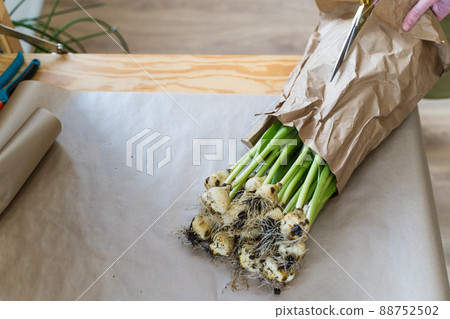 Professional florist cuts a paper package of flowers. Blooming bright yellow tulips on the table in the flower shop. Close-up, scissors in women's hands 88752502