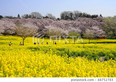 April Maebashi 63 Sakura and Rape blossoms / Akagi South Senbonzakura Festival April Maebashi 63 Sakura and Rape blossoms / Akagi South Senbonzakura Festival 88752783