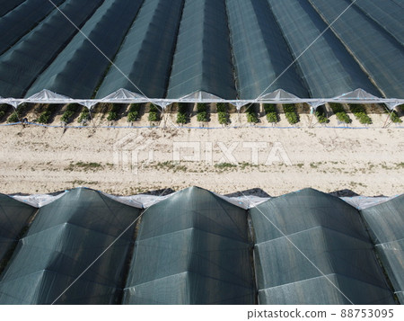 Aerial drone view of huge areas greenhouse for growing strawberries. Greenhouse farming, agriculture industry. Flying over large industrial greenhouses at sunny day. 88753095