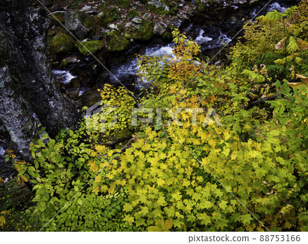 Autumn leaves and trees in early autumn Autumn leaves and trees in early autumn 88753166