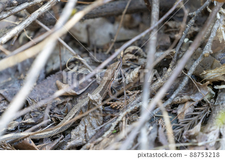 Assimilated lizard Assimilated lizard 88753218