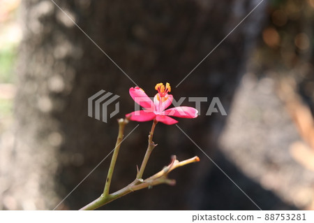A red flower of Cotton leaved. A red flower of Cotton leaved. 88753281