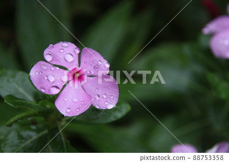 Pink flower of Madagascar Periwinkle and droplets on the petal. Pink flower of Madagascar Periwinkle and droplets on the petal. 88753358