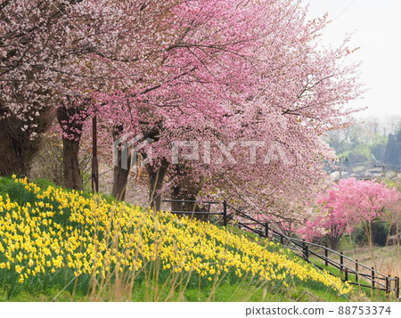 Narcissus and cherry blossoms along the Niitsu River in Akiha Ward, Niigata City 88753374