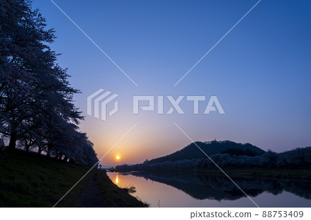 Morning glow Shiraishi River bank Ichimoku Senbonzakura Somei Yoshino Ogawara Town, Miyagi Prefecture 88753409