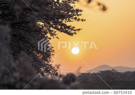 Morning glow Shiraishi River bank Ichimoku Senbonzakura Somei Yoshino Ogawara Town, Miyagi Prefecture 88753410