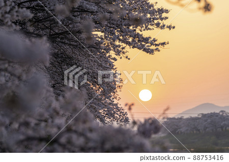 Morning glow Shiraishi River bank Ichimoku Senbonzakura Somei Yoshino Ogawara Town, Miyagi Prefecture 88753416