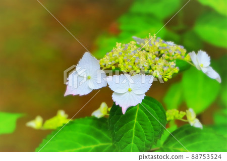 清爽額頭繡球花 清爽額頭繡球花 88753524