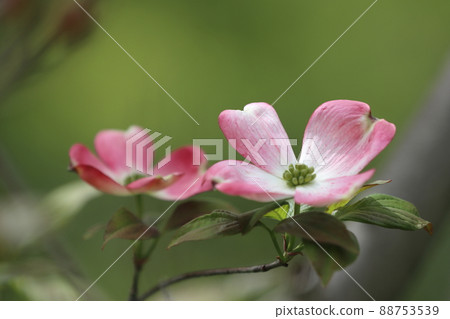 山茱萸 / 花水木 山茱萸 / 花水木 88753539