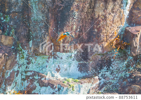 Flying kingfisher 88753611