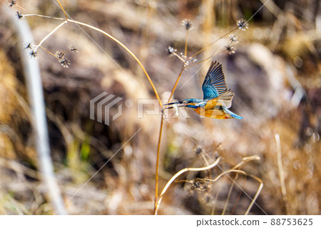 飛行的翠鳥 飛行的翠鳥 88753625