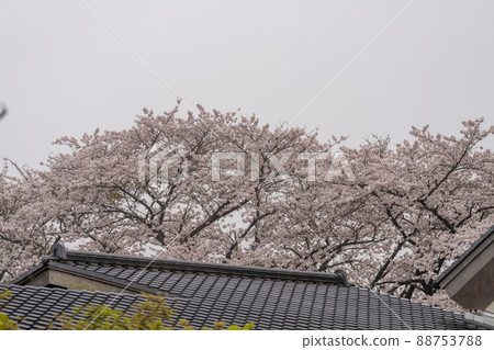 宮城縣柴田町下雨天的一排櫻花樹 88753788