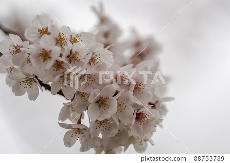 A row of cherry blossom trees on a rainy day, Shibata Town, Miyagi Prefecture A row of cherry blossom trees on a rainy day, Shibata Town, Miyagi Prefecture 88753789
