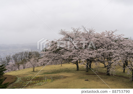 A row of cherry blossom trees on a rainy day, Shibata Town, Miyagi Prefecture A row of cherry blossom trees on a rainy day, Shibata Town, Miyagi Prefecture 88753790