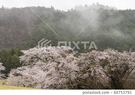 A row of cherry blossom trees on a rainy day, Shibata Town, Miyagi Prefecture A row of cherry blossom trees on a rainy day, Shibata Town, Miyagi Prefecture 88753791