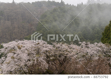 A row of cherry blossom trees on a rainy day, Shibata Town, Miyagi Prefecture A row of cherry blossom trees on a rainy day, Shibata Town, Miyagi Prefecture 88753792