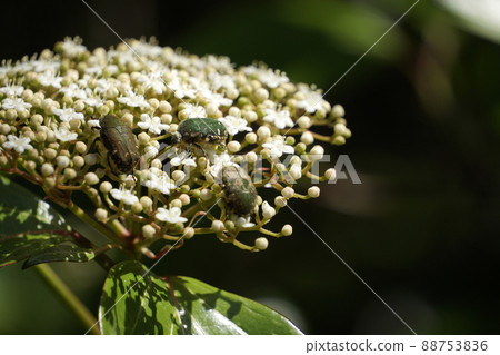 Gametis jucunda swarming on white flowers and sucking 88753836