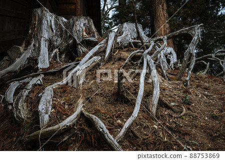 Withered stump 88753869