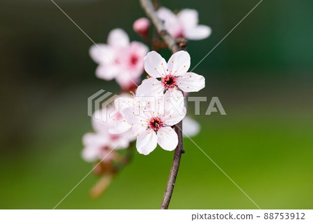 Beautiful blooming branch on green nature background Beautiful blooming branch on green nature background 88753912