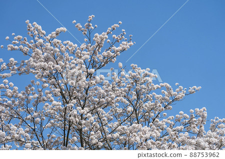 Hitome Senbonzakura, Shiroishi River, Yoshino cherry tree in full bloom, Ogawara Town, Miyagi Prefecture Hitome Senbonzakura, Shiroishi River, Yoshino cherry tree in full bloom, Ogawara Town, Miyagi Prefecture 88753962