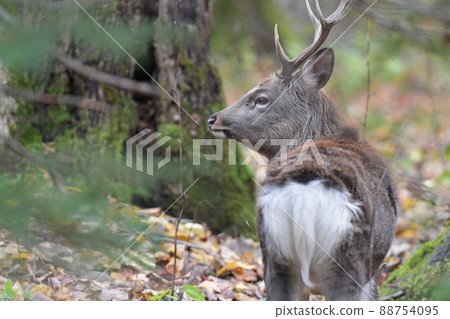 Male of Ezoshima 88754095