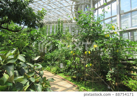 Botanical garden Botanical garden 88754171