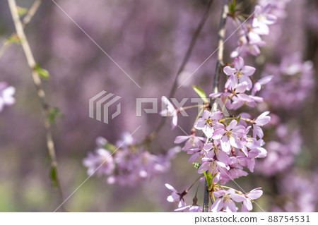 Blue sky and weeping cherry blossoms in full bloom, Koori Town, Fukushima Prefecture Blue sky and weeping cherry blossoms in full bloom, Koori Town, Fukushima Prefecture 88754531
