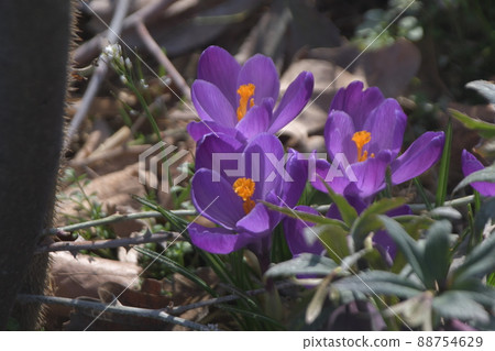 Crocus Ofuna Flower Center 88754629