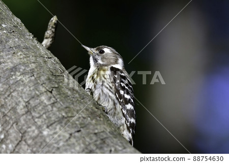 A cute Japanese pygmy woodpecker who is busy building a nest for raising children in a wooded area in spring. 88754630