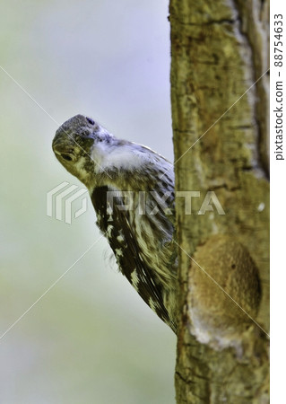 A cute Japanese pygmy woodpecker who is busy building a nest for raising children in a wooded area in spring. A cute Japanese pygmy woodpecker who is busy building a nest for raising children in a wooded area in spring. 88754633