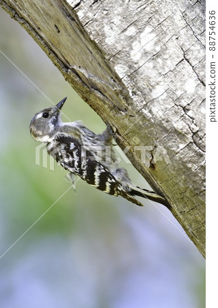 A cute Japanese pygmy woodpecker who is busy building a nest for raising children in a wooded area in spring. A cute Japanese pygmy woodpecker who is busy building a nest for raising children in a wooded area in spring. 88754636