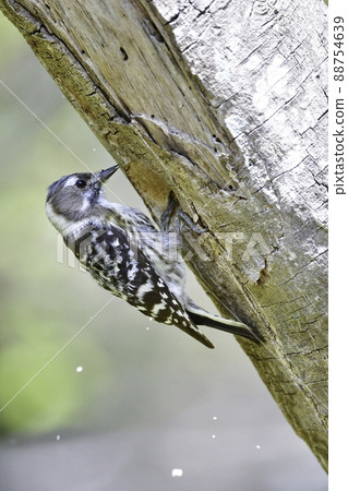 A cute Japanese pygmy woodpecker who is busy building a nest for raising children in a wooded area in spring. 88754639