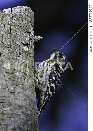 A cute Japanese pygmy woodpecker who is busy building a nest for raising children in a wooded area in spring. 88754643