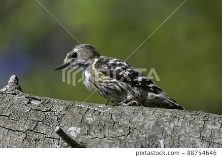 A cute Japanese pygmy woodpecker who is busy building a nest for raising children in a wooded area in spring. 88754646